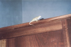 Chamaeleo laevigatus