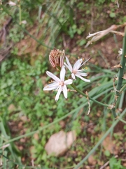 Asphodelus