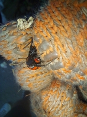 Latrodectus corallinus