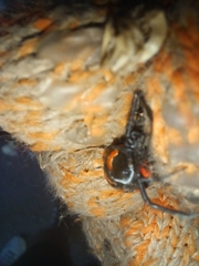 Latrodectus corallinus