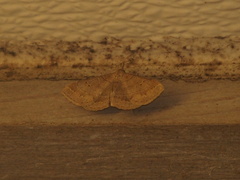 Renia flavipunctalis