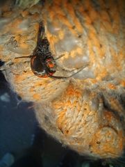 Latrodectus corallinus