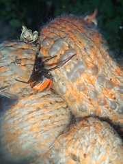 Latrodectus corallinus