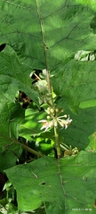 Solanum stramoniifolium