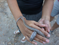 Pantherophis bairdi