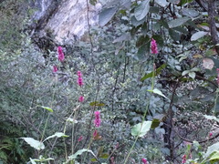 Bistorta amplexicaulis