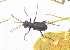Myriochila undulata