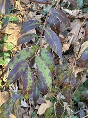 Leucothoe