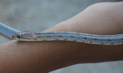 Pantherophis bairdi