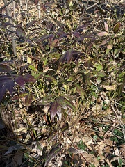 Leucothoe