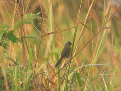 Geothlypis poliocephala