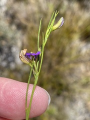Psoralea oreophila