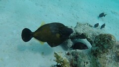 Cantherhines macrocerus