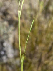 Psoralea oreophila