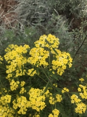 Patrinia scabiosifolia
