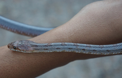 Pantherophis bairdi