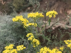 Patrinia scabiosifolia