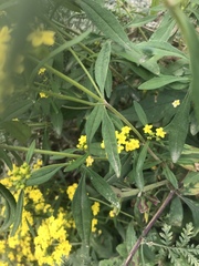 Patrinia scabiosifolia