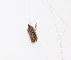 Tinea pellionella