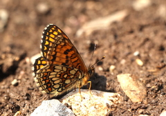 Melitaea britomartis