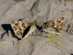 Muschampia lavatherae