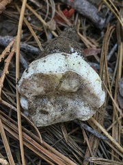 Boletus subalpinus