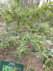 Aristotelia chilensis