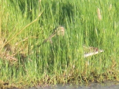 Gallinago nigripennis