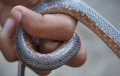 Pantherophis bairdi