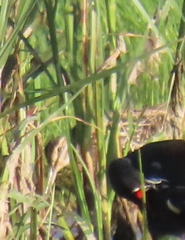 Gallinago nigripennis