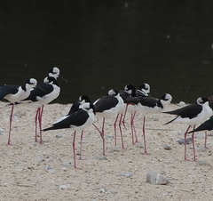 Himantopus mexicanus melanurus