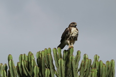 Buteo augur