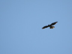 Buteo albigula