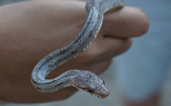 Pantherophis bairdi