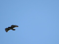 Buteo albigula
