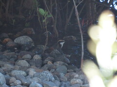 Aphrastura spinicauda