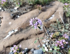 Ziziphora clinopodioides