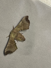 Bombyx