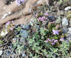 Ziziphora clinopodioides