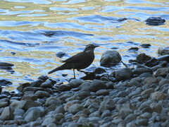 Cinclodes patagonicus