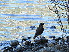 Cinclodes patagonicus