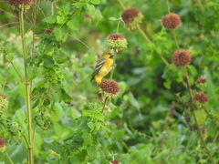 Icterus spurius