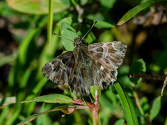 Muschampia floccifera