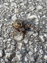Araneus saevus