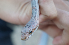 Pantherophis bairdi