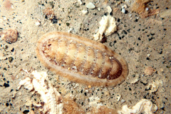 Ischnochiton cariosus