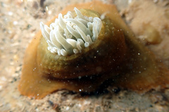 Isanemonia australis