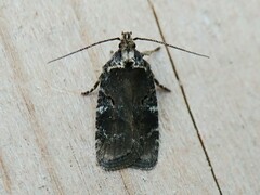 Agonopterix lythrella