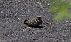 Caprimulgus affinis affinis