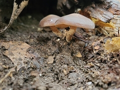 Agrocybe firma